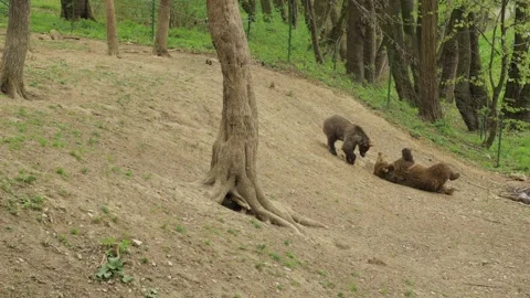 Two young bears play and grow up in the spring. Vídeos de archivo 188310042