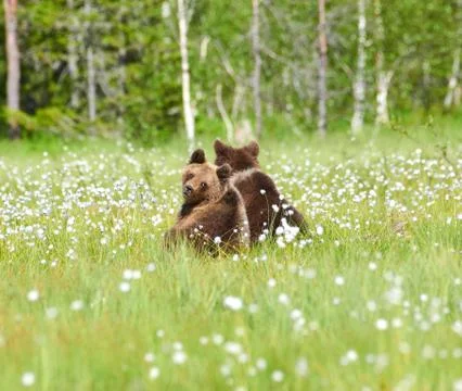 Two young bears sitting in the middle of flowers Stock Photos