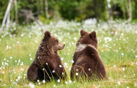Two young bears sitting in the middle of flowers Stock Photos