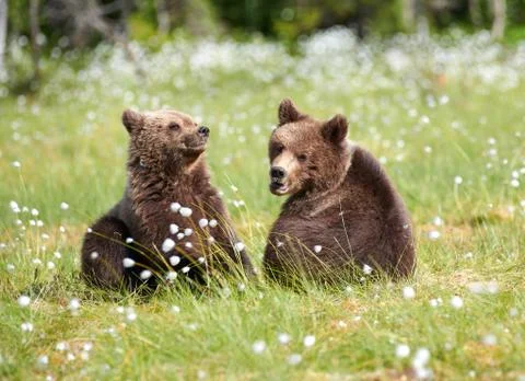 Two young bears sitting in the middle of flowers Stock Photos