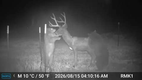 Two Young Bears Take Down Mule Deer Target, Palmer Lake, Colorado, USA - 15 Aug  Stock Footage 345275528