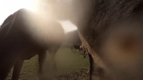 Two young beautiful roe deer sniffing the camera fisheye lens, 4K Stock Footage 74205708
