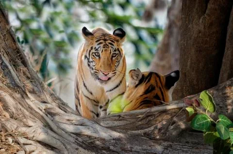Two young Bengal tigers (Panthera tigris tigris), Tadoba Andhari Tiger Reserve, Stock Photos