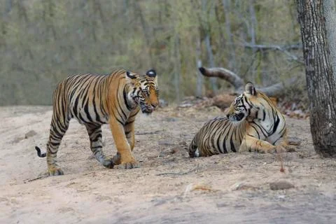 Two young Bengal tigers (Panthera tigris tigris) on a forest path, Bandhavgarh Stock Photos