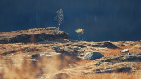 Two young birch trees in the autumn tundra. Slow-motion parallax shot. Stock Footage 265851008