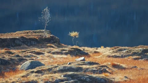Two young birch trees on the shore of the lake in the autumn tundra. Stock Footage 266413068