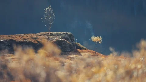 Two young birch trees stand on the rocky outcrop covered with withered Video stock 266412938