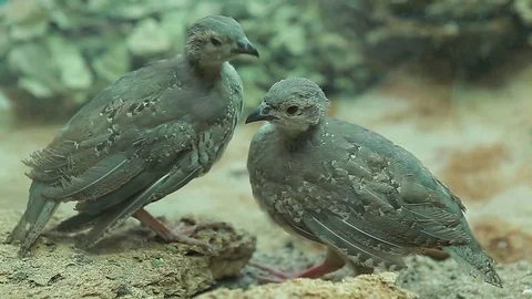 Two young birds partridges in nature Stock Footage 83588972