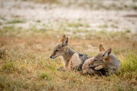 Two young Black-backed jackals laying down. Stock Photos
