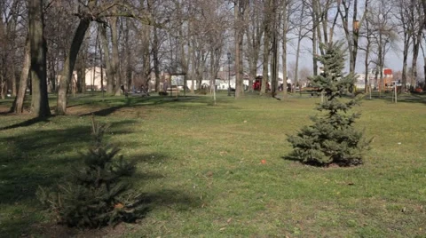 Two young black pine trees in the park Stock Footage 42336842