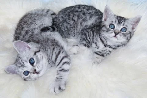 Two young black silver tabby cats lying lazy together on sheep fur Stock Photos