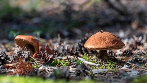 Two young boletus in the forest Stock Photos