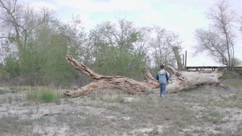 Two young boys run up to large dead tree jumping on it shooting a bb gun. Video stock 169734398