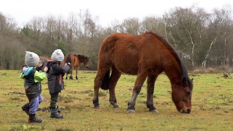 Two Young Boys Taking Photos of the horse Stock Footage 84318053