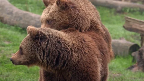 Two young brown bears mating | Stock Video | Pond5