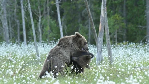 Two young brown bears playfighting in the middle of the cotton grass on a Fin Stock Footage 158845592