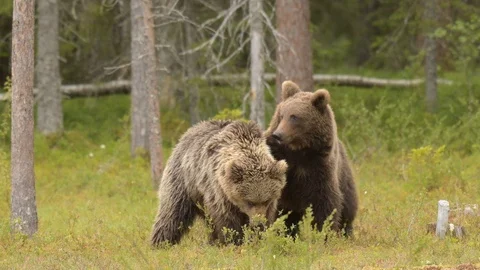 Two young brown bears playing Vidéo 111523701