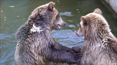 Two young brown bears in the water Stock Footage 119333441