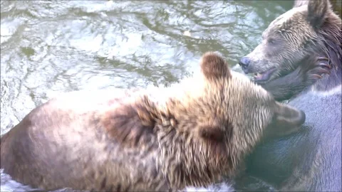 Two young brown bears in the water. Stock Footage 120643899