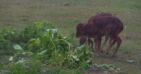 Two young brown calves are grazing in a pasture in the rain and getting cold Video stock 227951563