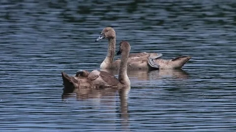 Two young brown cygnets floating on calm blue water surface. Stock Footage 337323708
