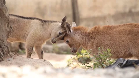 Two young brown goat with small horns fighting Stock Footage 171707767