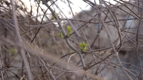 Two young buds on the branch Stock Footage 152528314
