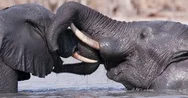 Two Young Bull Elephants Play Fighting In A Waterhole, Okavango Delta, Botswana Stock Footage