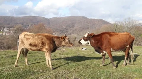 Two young bull walking on a green meadow Vidéo 47862607