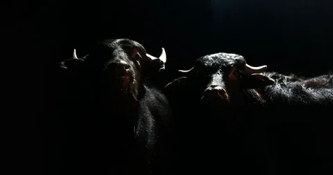 Two young bulls facing camera back lit against black background Stock Footage 122395874