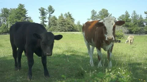 Two young calves Stock-Footage 11216349