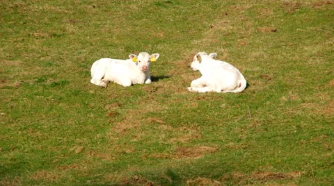 Two young calves Stock Footage 36535359