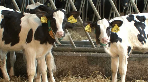 Two young calves hugging each other in their pen Stock Footage 25215088