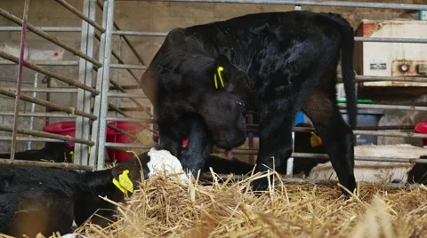 Two young calves in a pen 스톡 동영상 43260823