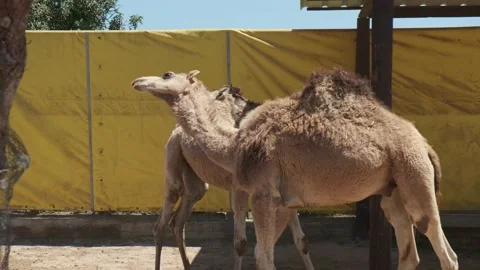 Two young camels are playing in a park in Cyprus Stock Footage 197563561