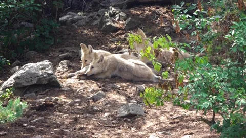 Two young canadian wolves gnaw on an animal bone Stock Footage 228708271