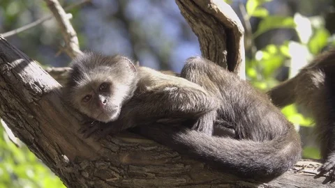 Two young Capuchin monkeys sunning Stock Footage 83601943