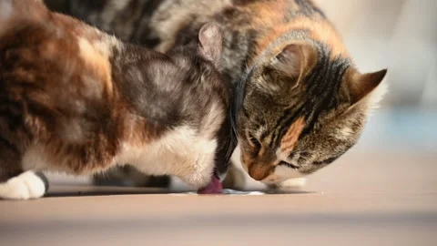 Two young cat licking milk from the floor Vídeos de archivo 259195536