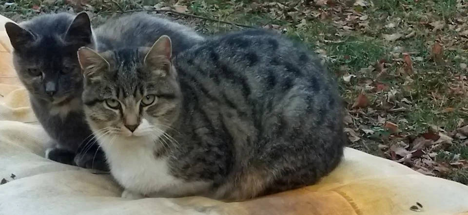 Two young cats are sitting close to each other Stock-Fotos