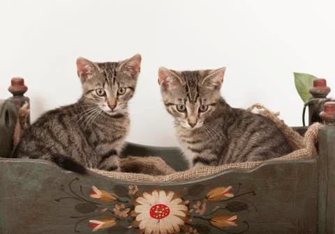 Two young cats in crib Stock-Fotos