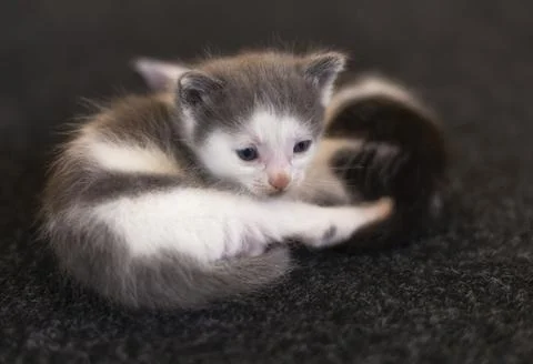 Two young cats cuddling 写真素材