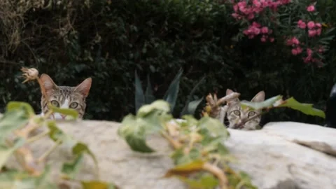Two Young Cats Hiding Behind Some Rocks, Dolly Stock Footage 201402857