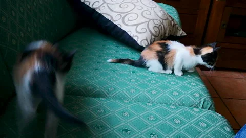 Two young cats playing together on sofa. Stock Footage 132389493