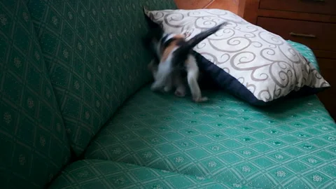 Two young cats playing together on sofa. Stock Footage 132389511