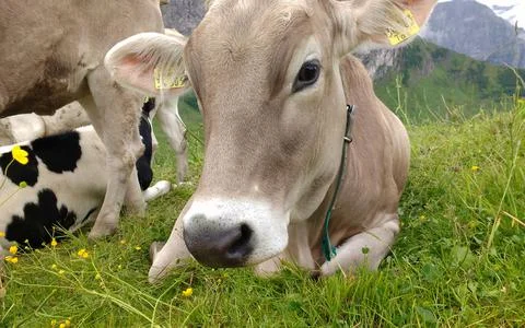 Two young cattle in the Tyrolean Alps Stock Photos