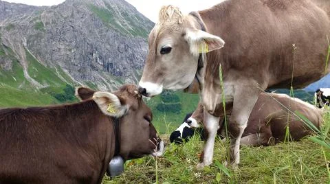 Two young cattle in the Tyrolean Alps Foto stock