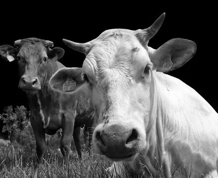 Two young cattle in the Tyrolean Alps Foto stock