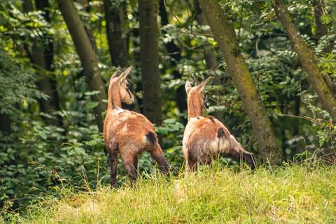Two young chamois Stock Photos