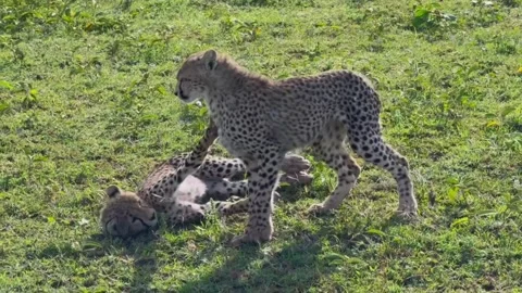 Two young cheetah cubs running and playing together in the african savanna Vidéo 334269191