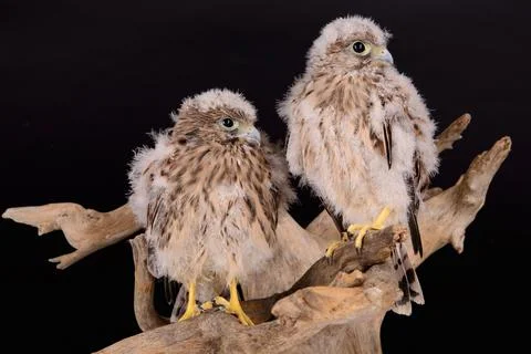 Two young chick hawk sitting on a wooden driftwood on a black background Stock Photos